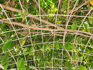 View from under the Artabotrys tree siamensis where the iron arch used to support this type of ivy can be seen. Climbingllang-llang that is many years old has a large trunk, so it must have a structur