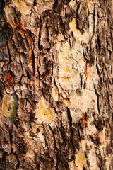 ratchaphruek herb has other local names as kupeya (karen-kanchanaburi), puyo piyu perso mae layu (karen-mae hong son), lakklua lakkhei (karen), ratchaphruek chaiyapruek (central), the word 