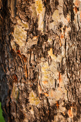 ratchaphruek herb has other local names as kupeya (karen-kanchanaburi), puyo piyu perso mae layu (karen-mae hong son), lakklua lakkhei (karen), ratchaphruek chaiyapruek (central), the word 