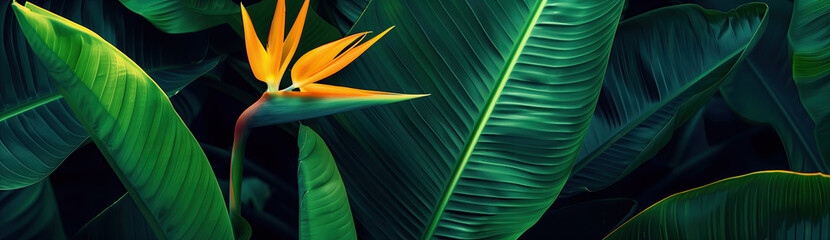 Tropical background of palm leaves and strelitzia flower - 743321065