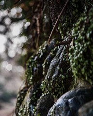 이끼가 낀 절벽의 모습