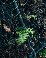 울타리에 핀 식물의 모습