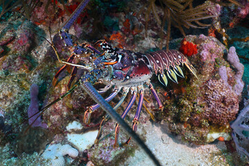 Lobster on the reef 