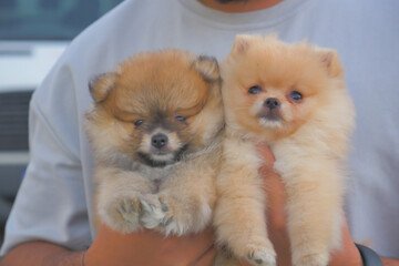 A man is holding two German Spitz Klein puppies in his hands