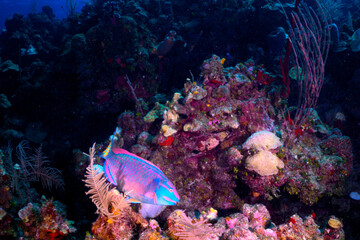 Parrot fish on the reef 