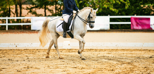 Dressage horse; horse in tournament close-up.