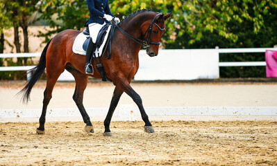 Dressage horse; horse in tournament close-up.