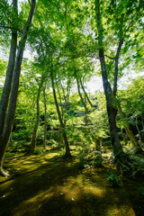 祇王寺の庭園風景