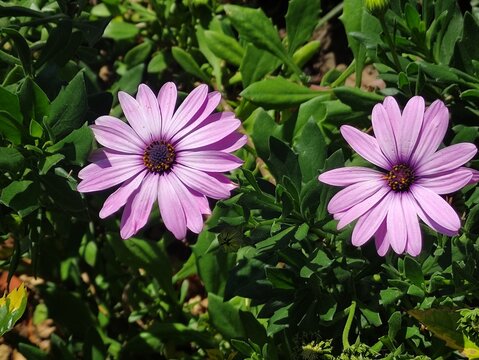 purple and white flowers  flores moradas y blancas
