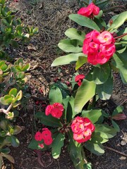Beautiful pink Valentine's Day roses for this Valentine's DayHermosas  rosas de san Valentín  de...