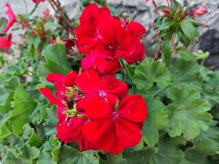 Roses are related to a love that lasts over time, calm and stability.Las rosas Se relacionan con un...