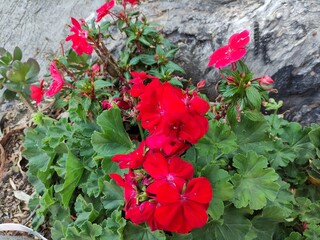 Roses are related to a love that lasts over time, calm and stability.Las rosas Se relacionan con un...