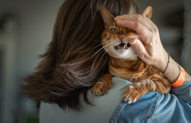 Woman petting cute funny cat sitting on her shoulder. Concept of love, fun and friendship. Closeup portrait. - 743343662