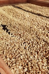 Close up of coffee beans drying in the sun              