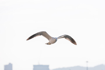 A black-tailed gull gliding in the sky. Larus crassirostris