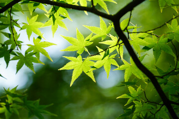 Obraz premium 日本楓の新緑