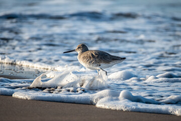 Ocean bird