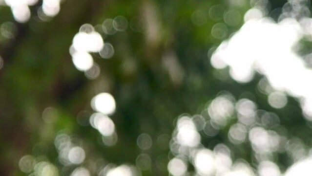 Beautiful abstract sunny blurry organic footage background. Defocus summer or autumn nature. Overlay green bokeh of unfocused leaves moving in blowing wind with sunshine.