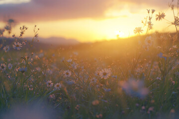The gentle warmth of the setting sun embracing a field filled with daisies.
