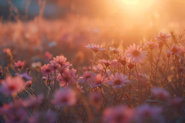 Rolgordijnen Sunset glow on a field of daisy flowers, creating a warm, picturesque Scenery. © Bnz