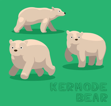 "Kermode Bear" Images – Browse 225 Stock Photos, Vectors, and Video