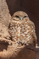 Burrowing Owl - shoco - Athene cunicularia