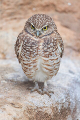 Burrowing Owl - shoco - Athene cunicularia