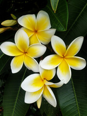 Fototapeta premium frangipani flowers growing outdoors on the tree