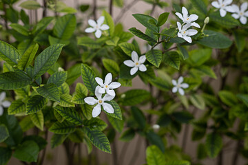 small white flowers close up shot