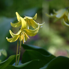 Two bright yellow flowers of a erythronium on an indistinct water color green background.