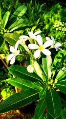 flower in the garden