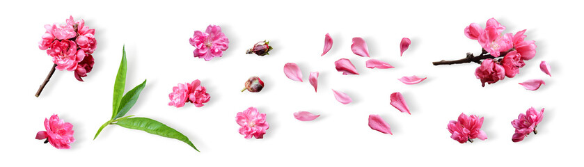Set of pink cherry blossom flower and green leaf isolated on white background