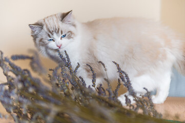 Mały kot rasy Ragdoll, Mały kotek, Biały kot z niebieskimi oczami, Słodki kotek, Młody piękny...