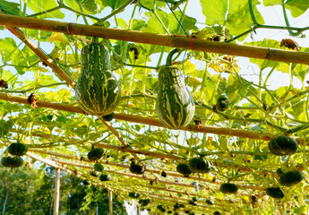 Green pumpkin growing on a vine in garden with sunlight in the morning.