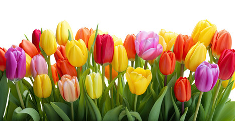 Tulip flowers isolated on transparent background