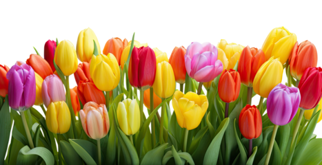 Tulip flowers isolated on transparent background
