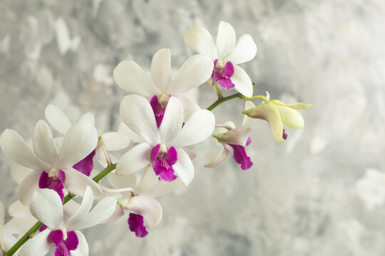 Dendrobium Pompadour, orchid flower, ornamental plant, gray brush abstract background