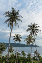 Fototapeta na wymiar Tall coconut palm trees at the coast a bay in Sumatra island, Indonesia