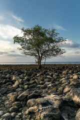 Lone mangrove tree during low tide at the rocky coast of Pemuteran bay, Bali, Indonesia