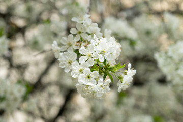 selective focus of spring blossom flower on branch. photo of spring blossom flower of tree