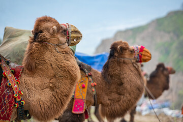 Images of camel wrestling, a ritual that has become a tradition in the Aegean region of Turkey.