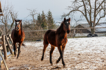 Horses galloping in the morning in a farm, Zgornja Bistrica, Slovenia.