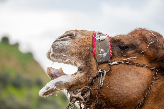 Images of camel wrestling, a ritual that has become a tradition in the Aegean region of Turkey.