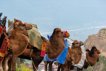 Images of camel wrestling, a ritual that has become a tradition in the Aegean region of Turkey.