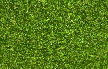 Tło - zielona trawa