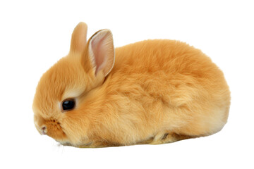 Fototapeta premium Studio portrait of cute rabbit isolated on transparent png background, happy bunny running on floor, adorable fluffy rabbit that sniffing.