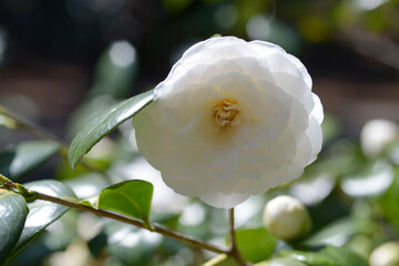 白角の倉　ツバキの花