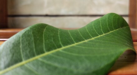 green leaf macro close up background high quality 
