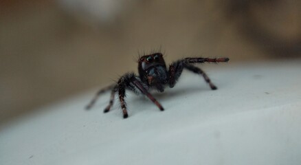 jumping spider macro close up shot, low depth of field.