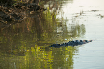 A saltwater crocodile swims in an Outback billabong, Australia: A powerful predator glides stealthily through tranquil waters, embodying the wild essence of the Australian Outback